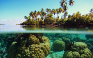Coral reef palm trees tropical - a coral reef in the ocean free wallpaper