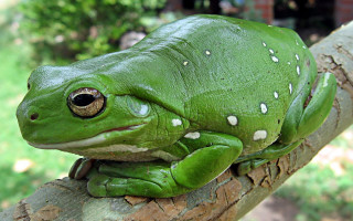 Green frog branch white dots - white dot free wallpaper