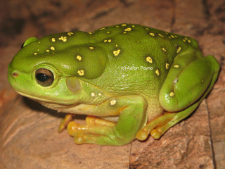 Green frog yellow spots rock 2 - front view free wallpaper