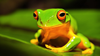 Frog orange eyes leaf green - orange eye free wallpaper