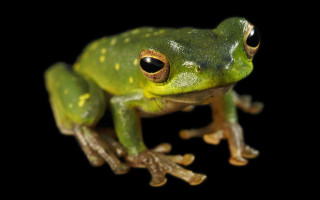 Green frog yellow spots face - front view free wallpaper