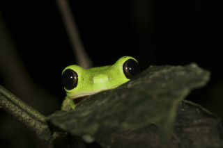 Green frog black eyes sitting 2 - black eye free wallpaper