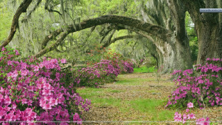 Forest path pink flowers mossy - a blue sign free wallpaper