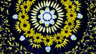 Yellow flowers circle black background - a picture of a bunch free wallpaper