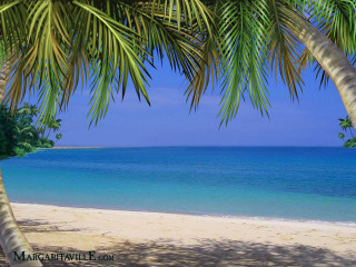 Beach palm tree blue ocean - a blue ocean in the background free wallpaper