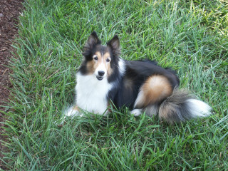 Sad dog grass looking up - maya free wallpaper