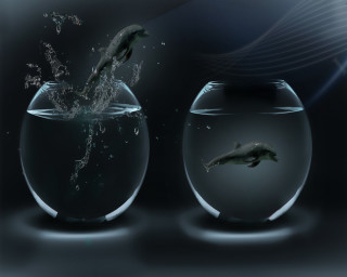 Fish jumping bowl water stomach - blender and photoshop free wallpaper