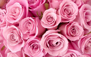 Pink roses bouquet flowers beautiful - the stem free wallpaper