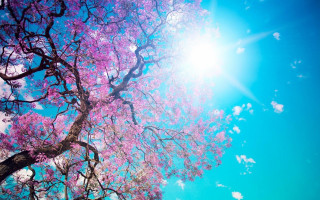 Purple flower tree sun blue 3 - sunny day free wallpaper