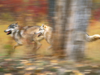 Two wolfs running forest fall - two wolf free wallpaper