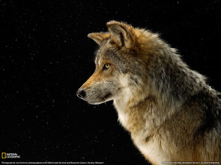 Wolf looking sky black background - a wolf free wallpaper