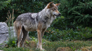 Wolf hill trees background grass - the background and grass free wallpaper