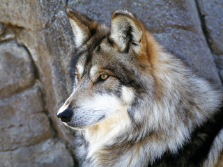Wolf standing rock wall zoo - a wolf free wallpaper