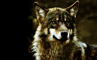 Wolf black background blurry image - a wolf free wallpaper