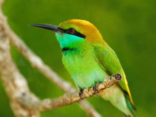 Green yellow bird branch tree - cloisonnism free wallpaper