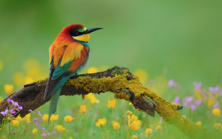Colorful bird flower field nature 2 - a colorful bird free wallpaper