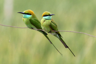 Small birds wire grass tall - thin free wallpaper for desktop