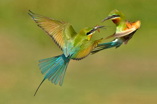 Birds fighting green field wings - open free wallpaper
