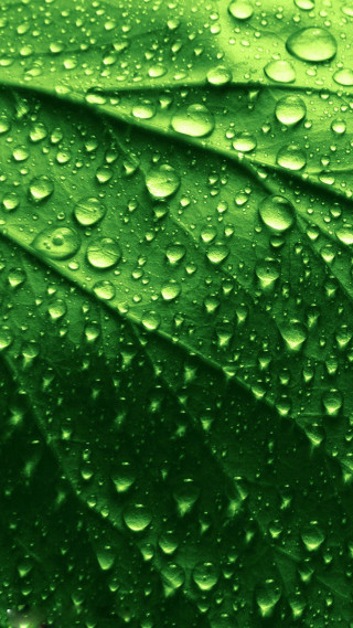 Green leaf water droplets nature - a green leaf free wallpaper