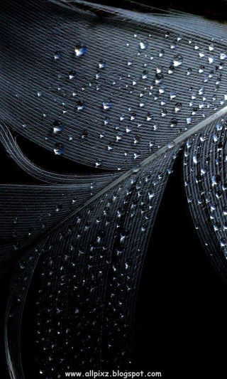 Feather water droplets black white 2 - a close up free wallpaper for mobile