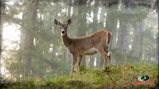 Deer forest trees fog nature - the air above free wallpaper for desktop