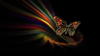 Butterfly multicolored background black white - a white butterfly free wallpaper