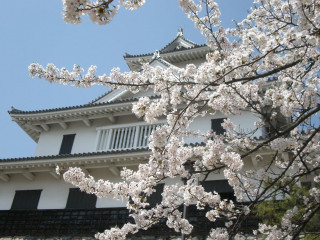 White building tree white flowers - a tree in front free wallpaper