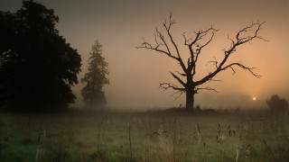 Foggy field tree sun mountains - godray free wallpaper