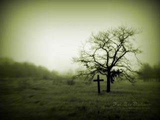 Lone tree field cross foggy - in the middle of it free wallpaper