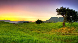 Tree field mountains sunset colorful - free sunset wallpaper for desktop