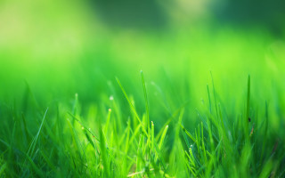 Green grass field macro blurry - a green grass field free wallpaper