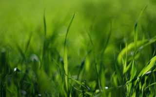 Grass drops blurry nature forest - a green grass field free wallpaper