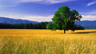 Lone tree tall grass mountains 3 - free summer wallpaper