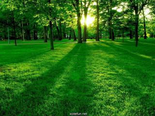 Grassy field trees bench sunlight 2 - the tree and the grass free wallpaper
