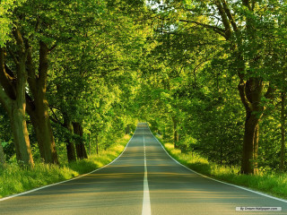 Road trees grass straight line - straight free wallpaper