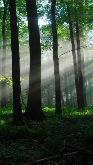 Forest sunbeams trees grass bench - sunbeam free wallpaper