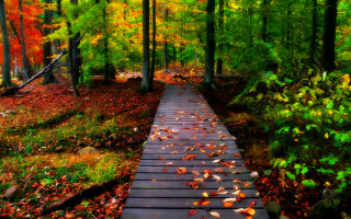 Wooden walkway forest leaves yellow - derold page free wallpaper