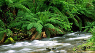 Lush forest stream trees plants 2 - a stream free wallpaper