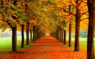 Autumn path leaves fire flame - green grass and trees free wallpaper