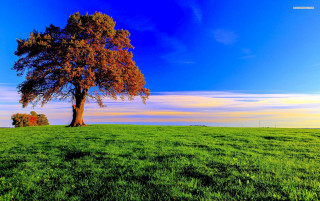 Lone tree grassy field blue 2 - a lone tree free wallpaper