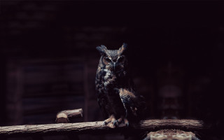 Owl log dark room naturalism - an owl free wallpaper