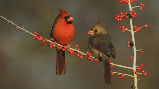 Two birds branch berries red - branch free wallpaper