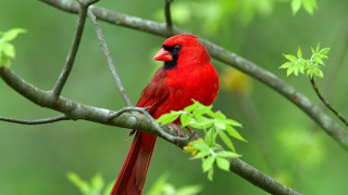Red bird on branch green - dionisiu free wallpaper