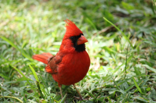 Red bird black eyes grass - black eye free wallpaper