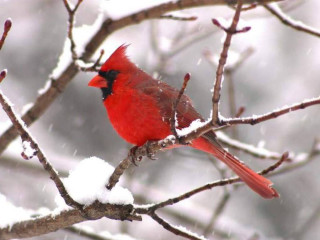 Red bird snow branch tree - charles bird king free wallpaper