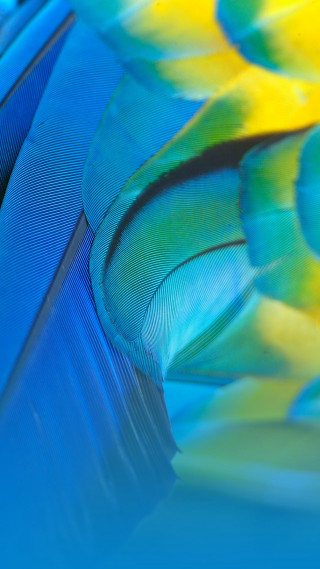 Colorful bird feathers blue background - a close up free wallpaper for mobile