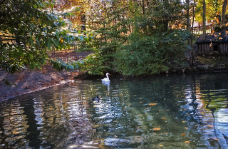 Ducks pond forest sunny day - alexander brook free wallpaper