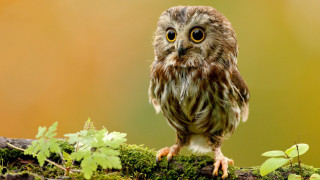 Small owl mossy branch leaves 4 - a small owl free wallpaper