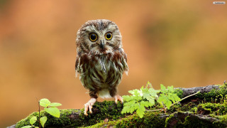 Small owl mossy branch blurry - a small owl free wallpaper