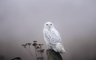 White owl tree stump foggy - the foggy sky free wallpaper